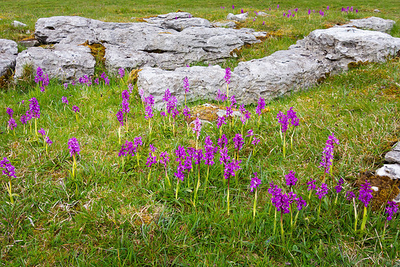 Wild Orchids, Yorkshire Dales