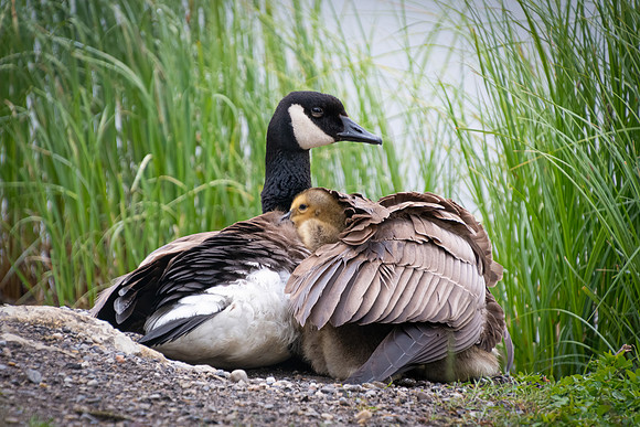 Canadian Goose Hiding Chicks