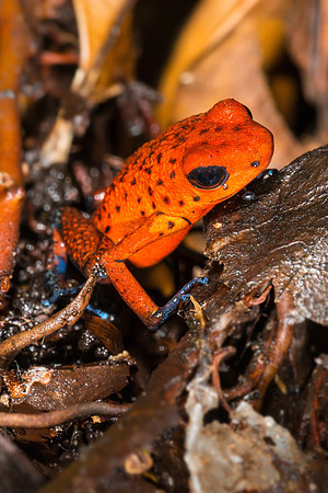 Blue Jeans Dart Frog