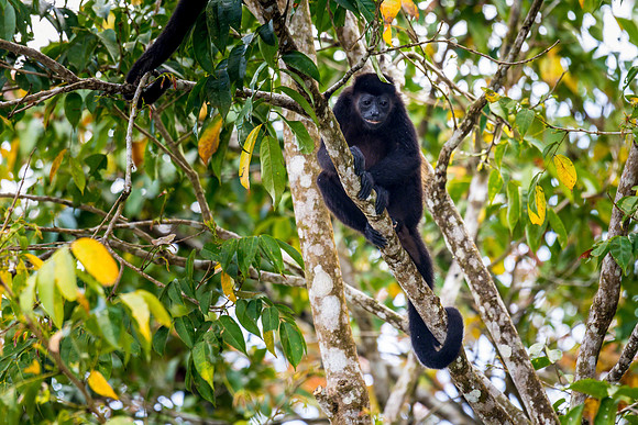 Howler Monkey