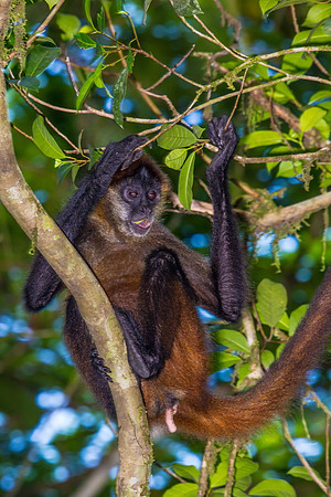 Spider Monkey (Female)