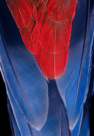 Flights of Beauty:  Crimson Rosella