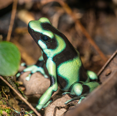Black and Green Dart Frog