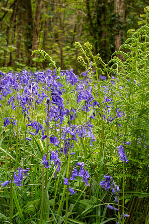 Brownsham Wood