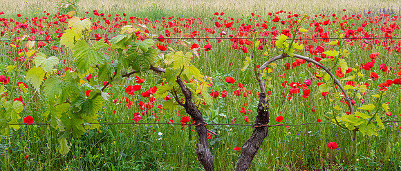 Poppies & Grapes, Croatia
