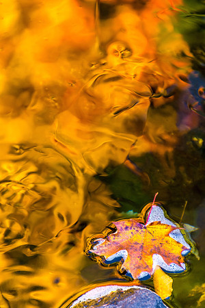 Gold Leaf, Massachusetts