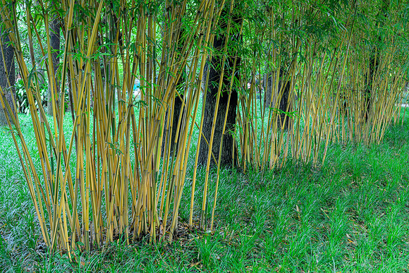 Bamboo plantation in Chengdu People's Park