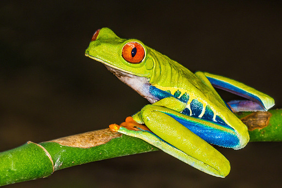 Red-Eyed Tree Frog