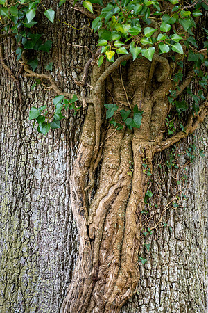 New Forest, Spring