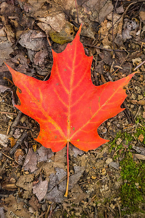 Maple, Maine