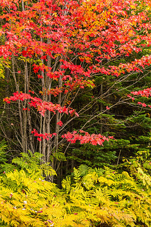 Fall Foliage III, Maine