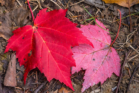 Sugar Maple, Maine