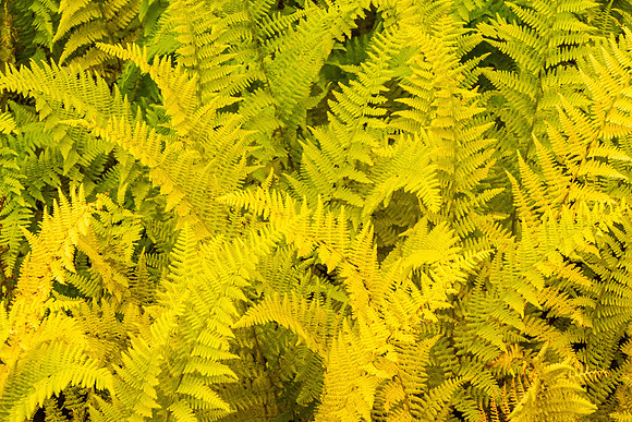 Fall Ferns, Abbot, Maine