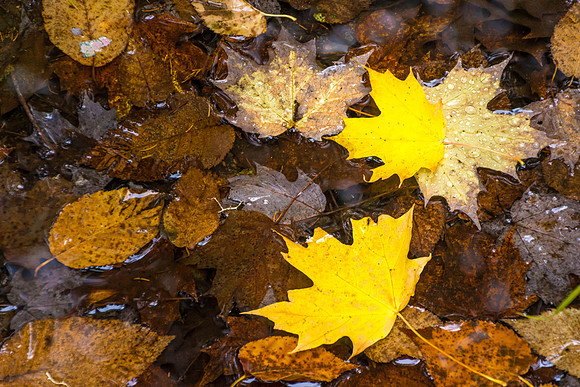 Autumn Colours