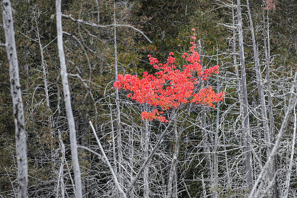 Somerset Foliage, Maine