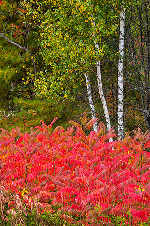 Silver and Red, Farmington, Maine