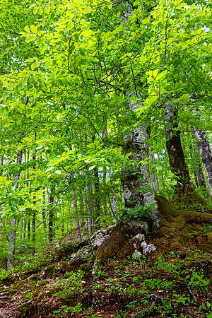 Bohinj, Slovenia