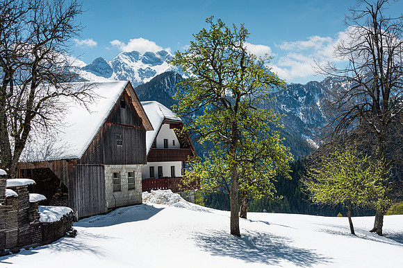 Zibovt, Slovenia