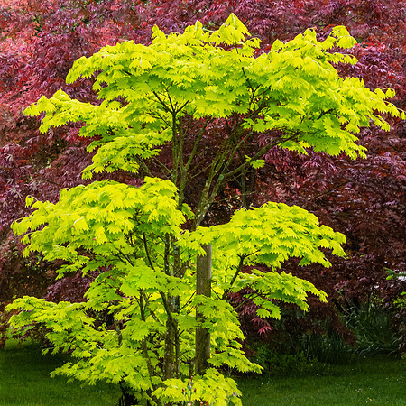 Volcje Potok Arboretum, Slovenia