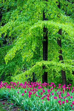 Volcje Potok Arboretum, Slovenia