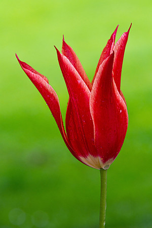 Volcje Potok Arboretum, Slovenia