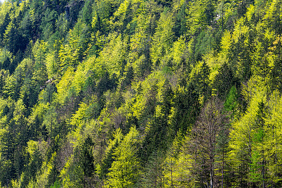 Logarska Dolina, Slovenia
