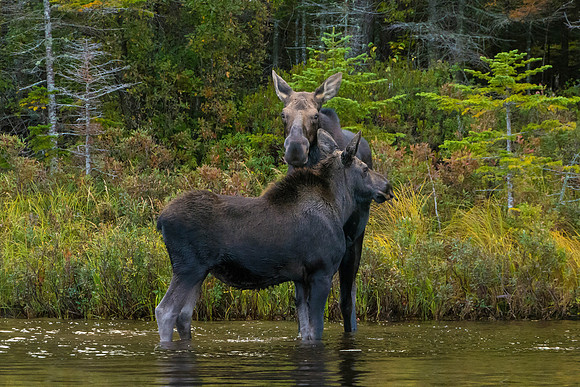 Protection, Big Moose Pond, Maine