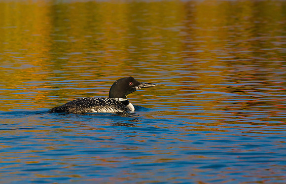 Great Northern Diver (Loon)
