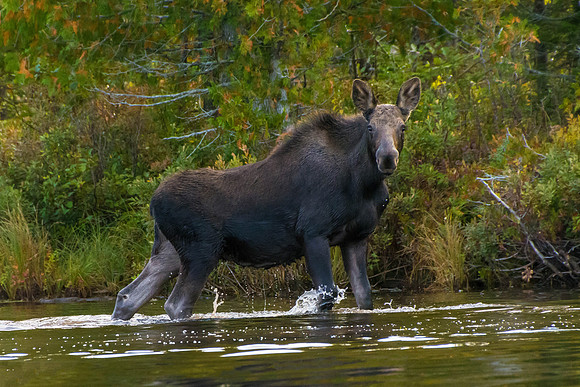 Young Moose, Big Moose Pond, Maine