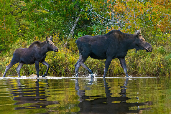 Mother and Calf, Big Moose Pond, Maine