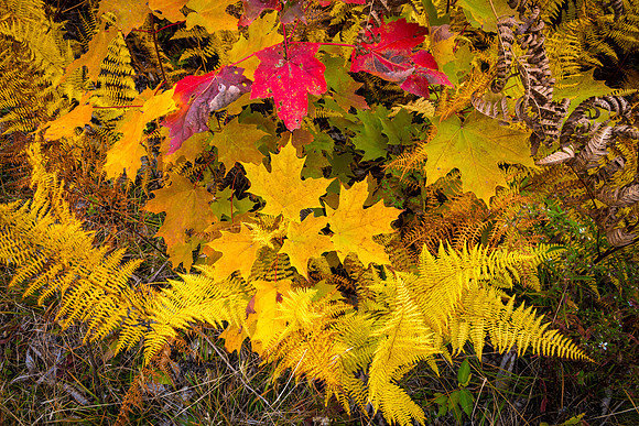 Fall Foliage, Abbot, Maine