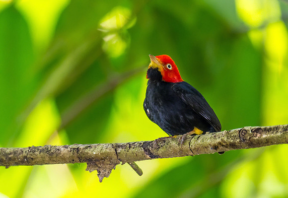 Red-capped Manakin