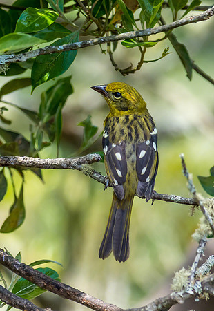 Flame-colored Tanager (Female)