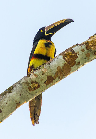Collared Aracari