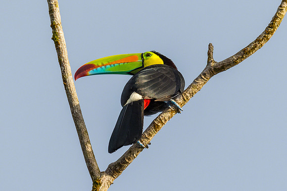Keel-billed Toucan