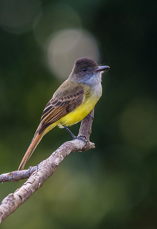 Dusky-capped Flycatcher