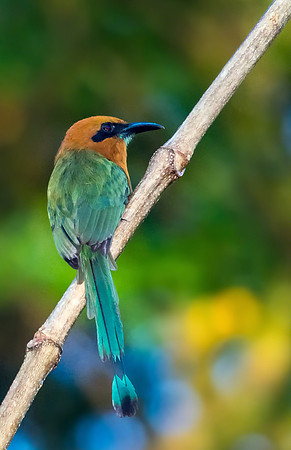Broad-billed Motmot