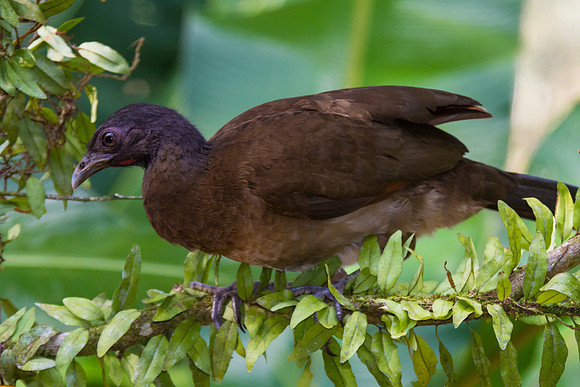 Gray-headed Chachalaca