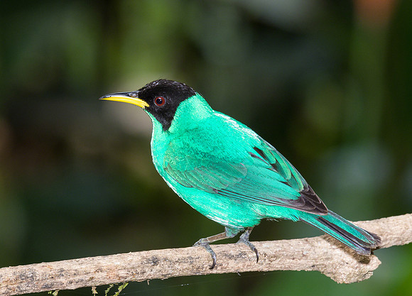 Green Honeycreeper (Male)