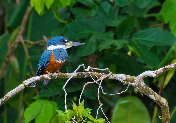 Ringed Kingfisher