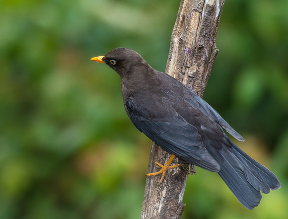 Sooty Robin