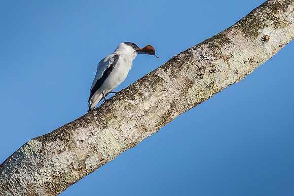 Black-crowned Tityra