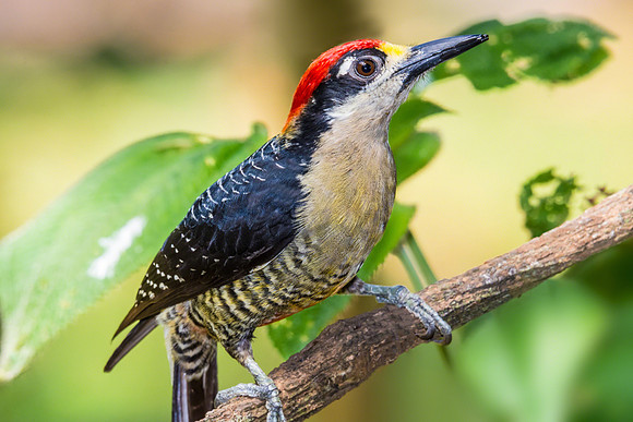 Black-cheeked Woodpecker