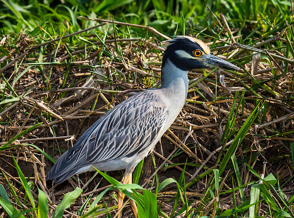 Yellow-crowned Night Heron