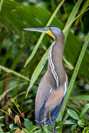 Bare-throated Tiger-Heron