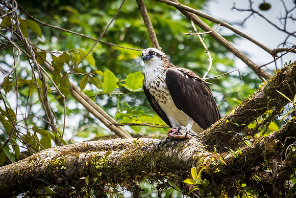 Osprey