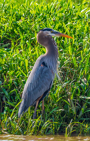 Great Blue Heron