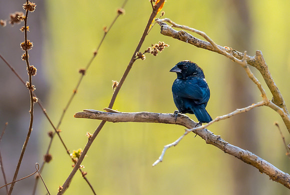 Blue-black Grassquit