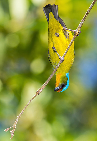 Elegant Euphonia (Female)