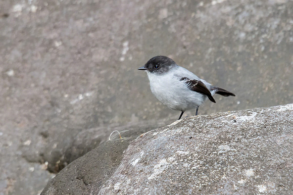 American Dipper